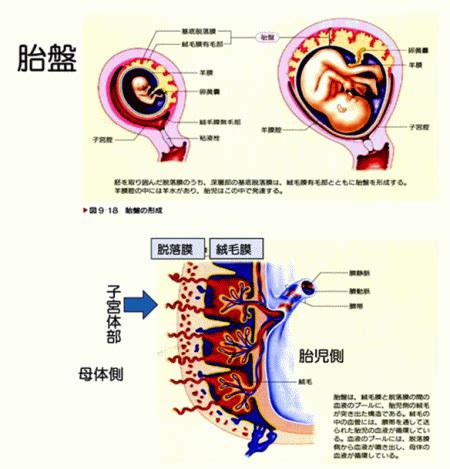 胎盤形成時期|胎盤の役割とは？いつ完成する？前置胎盤や早期剥離。